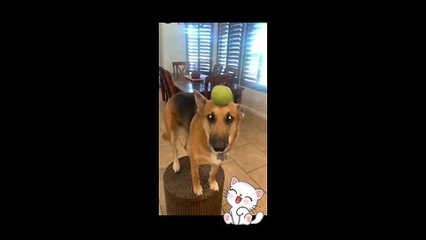 New Funny Animals sooo funny 😂 Funniest Cats and Dogs shorts 😺🐶