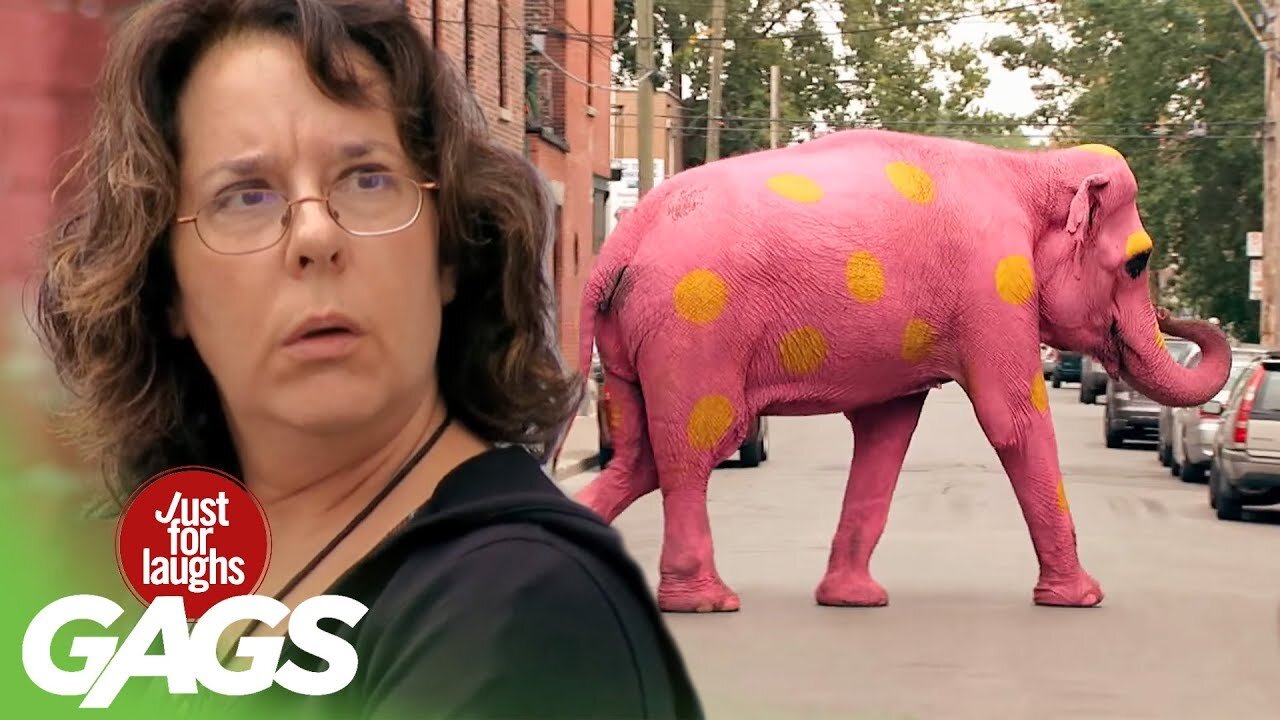 best animals pranks and comedy videos // SAI1838