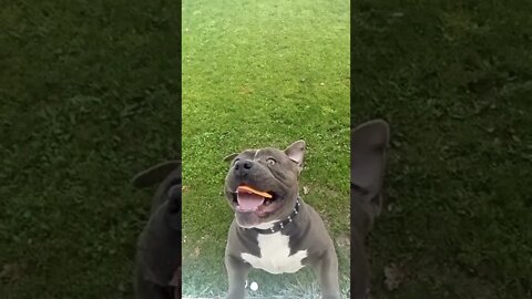 #AmazingBully #Endgame #futurecoinchallenge