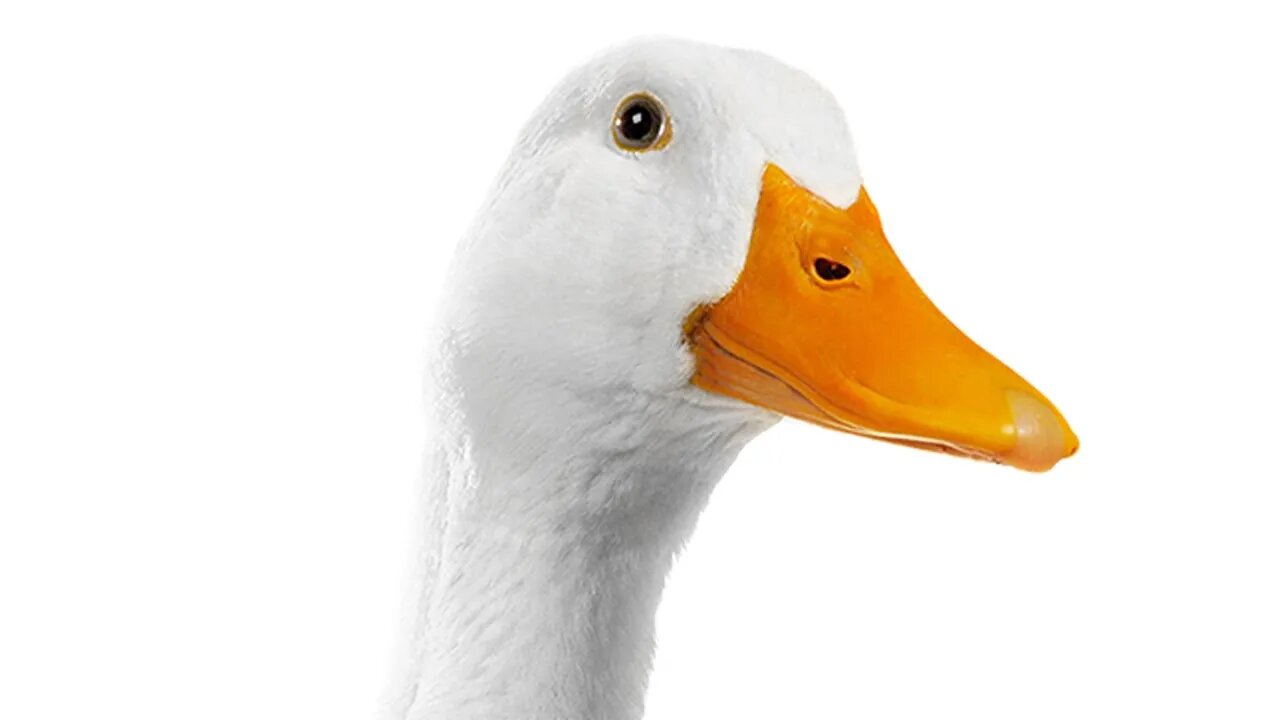 [10 HOURS] of Hard Working Duck