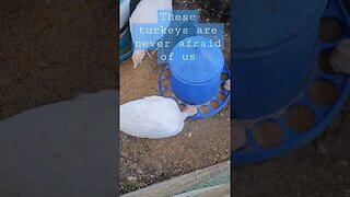 FOWL CHECK! #farm #homestead #video #chickens #turkeys #shorts