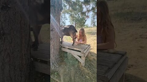 #dairygoats #goats #dairy