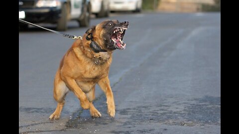 How to make your dog fully aggressive with a few training tips