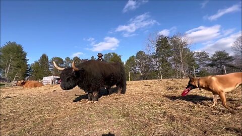 Why brush a Highland cow | Hamish and Kyloe Ep. 444