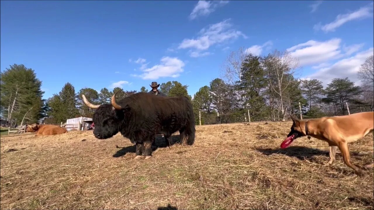 Why brush a Highland cow | Hamish and Kyloe Ep. 444