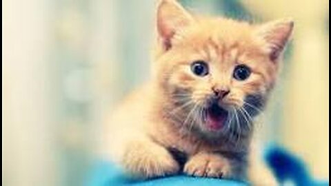 FUNNIEST ANIMALS | #3