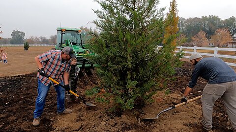Planting the Big Trees & Packing Dahlias for Storage! 🌲💪🩷