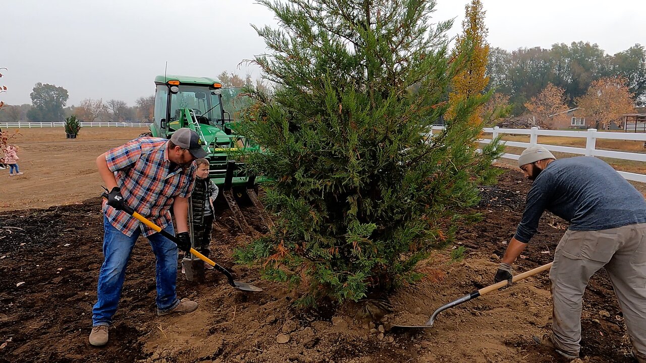 Planting the Big Trees & Packing Dahlias for Storage! 🌲💪🩷