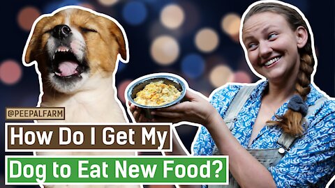 How do I get my dog to eat new food? (English Version)