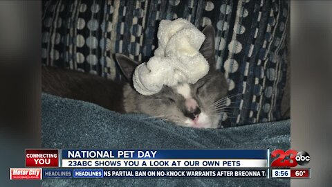 23ABC's pets on National Pet Day