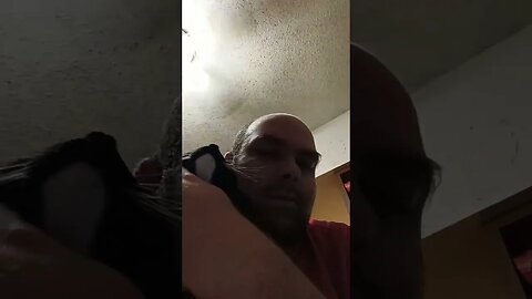 kitty wants love #shortsfeed #kittycat #shortsvideo #youtubeshorts #catvideos