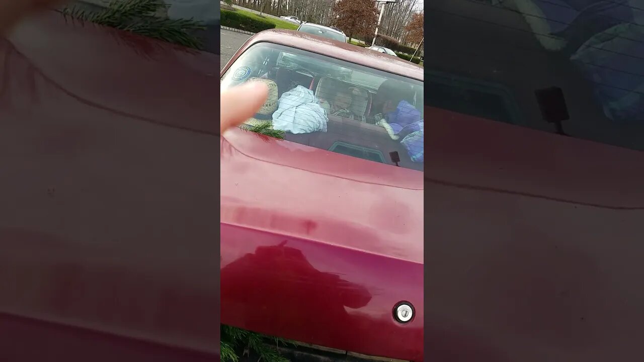 Christmas Tree In The Trunk!