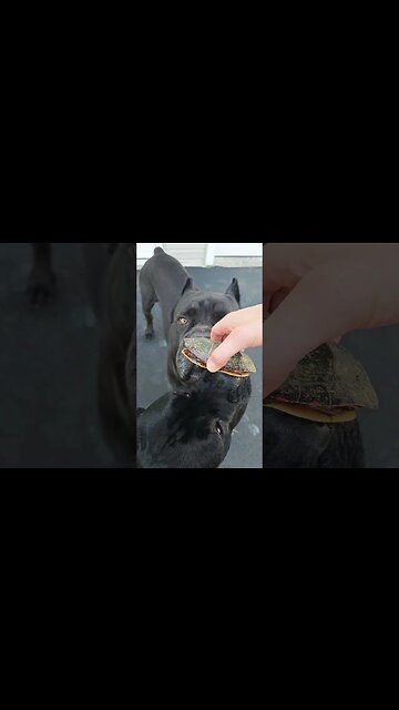 Cane Corso Meets TURTLE #pets #funnydogs #shorts