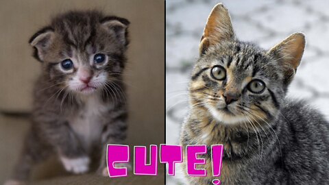 Most beautiful cats in the world | Beautiful Animals [Happy Pets 2022]