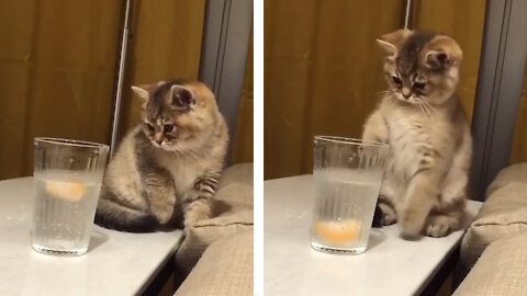 Cat's Funny Adorable Reaction to Lemon Water