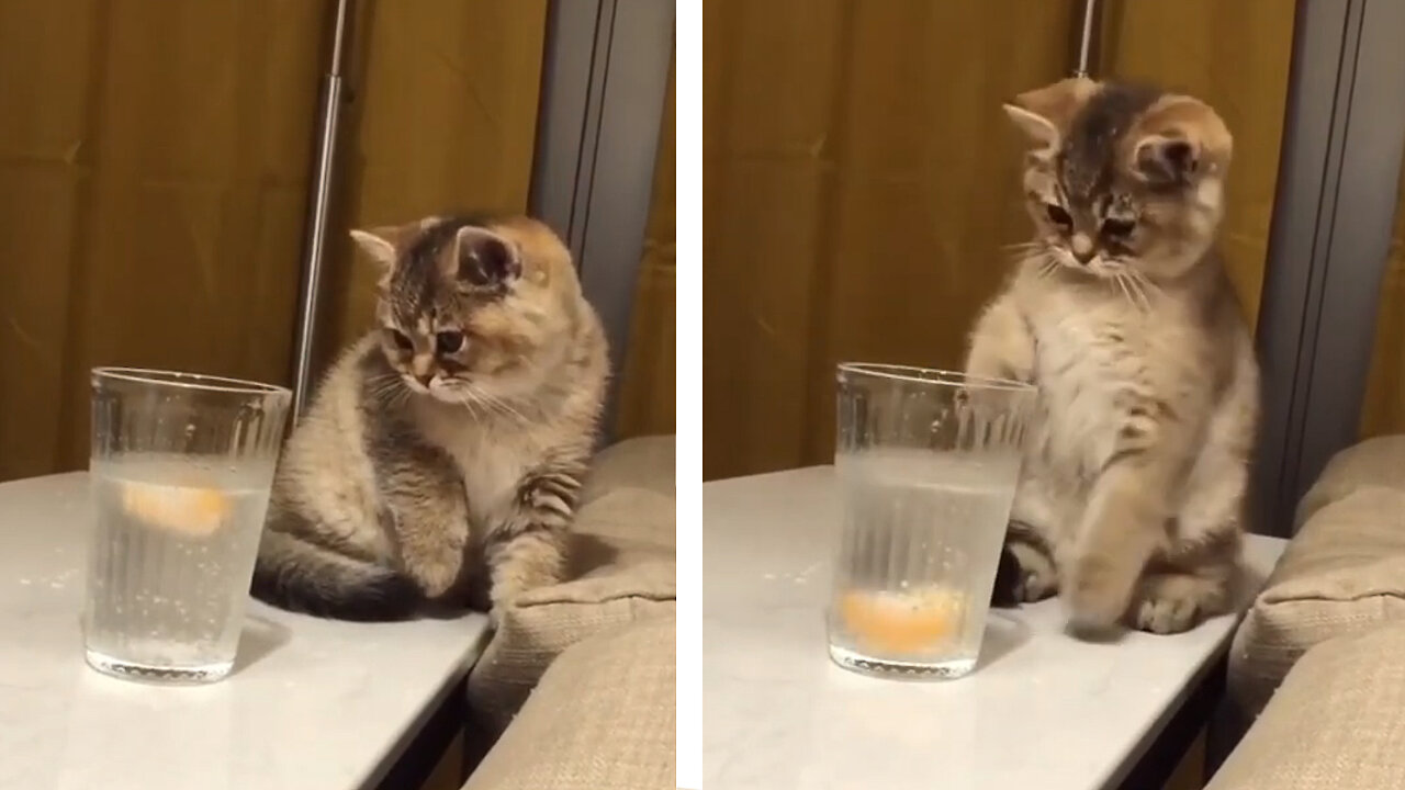 Cat's Funny Adorable Reaction to Lemon Water