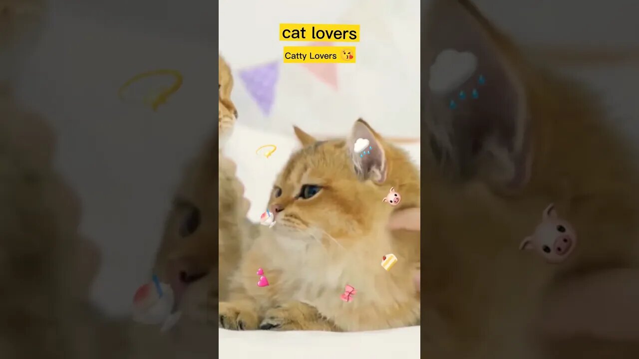 Video Kucing Lucu banget #short #catlovers #kucing #lucu cutty cat 😘