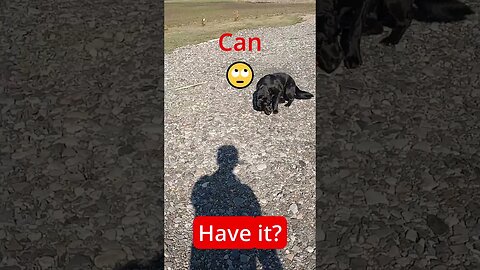 Bad Dog NO Fetch!!! 🤔 How to train?