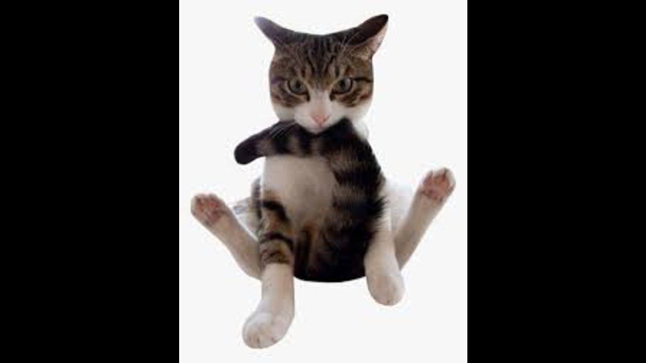 Funniest cat||Tried Not to laugh😄😄Funny videos