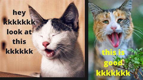 I love cats and you love cats too? funny and cute cats