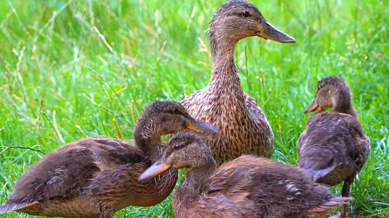 Mallard Duck Hen and Her Three Big Ducklings by the Road