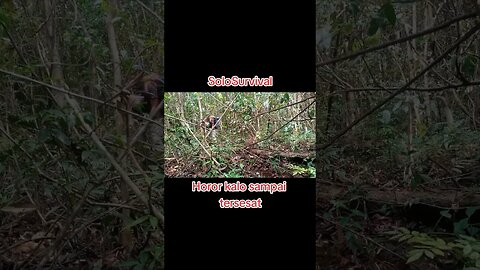 solo survival #asmr #shorts #short #mentayahulu