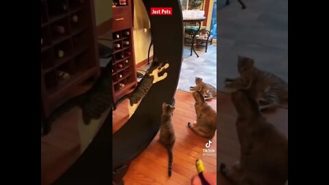 Cat Works Out on Treadmill #shorts funny animals videos 2021