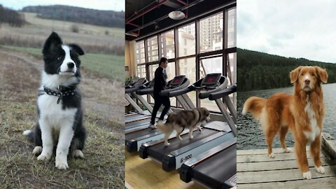Pet uses fitness machine at the gym || dog running at gym