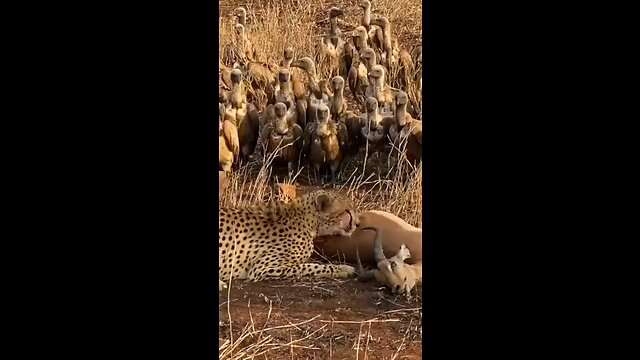 Birds steal cheetah prey😮