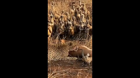 Birds steal cheetah prey😮