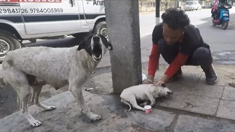 Anguished mother dog wails for wounded baby . Sweetest reunion
