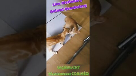 Bloody Brother Cats Fighting Seriously Why #shorts|real two cats heavy fighting,aggressive cat fight