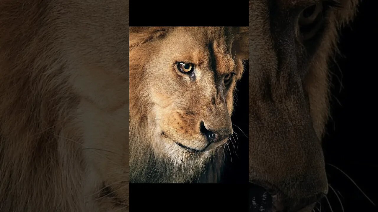 So your choice #viral #fyp #shorts #shocking #funny #memes #lol #amazing #real #challenge #lion