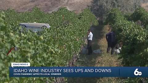 Wineries Hit Financially by COVID-19