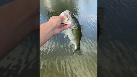 Bass on the CUSTOM Senko