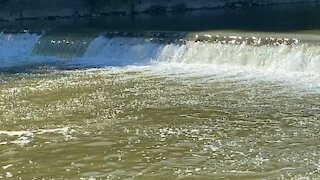 2021 Humber River Salmon run 5
