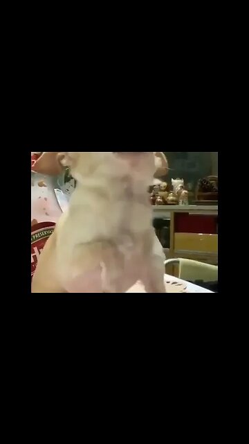 You Won't Believe What This Puppy Does Next!