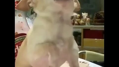 You Won't Believe What This Puppy Does Next!