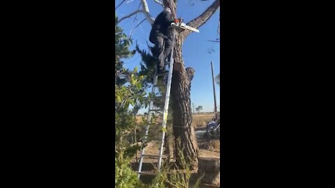 Cutting down a big tree next to power lines