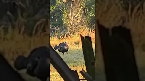 #turkeyhunting