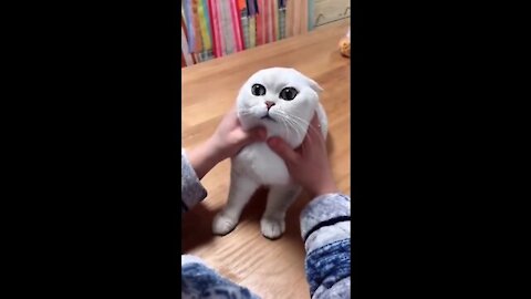 Funy cat ,cut cat