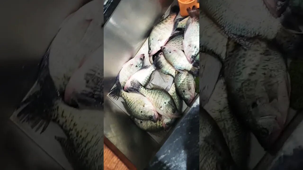 Big Creek Crappie jigging winter creek crappie slabs