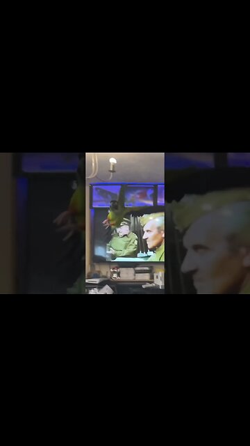 Sparky believes she can fly #tiktok #tiktoktrend #nandayparakeet