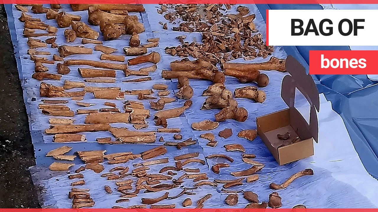 Builders had shock of their lives when they unearthed two black bags of human bones