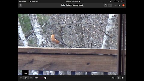 Robin Fiercely Protects His Territory