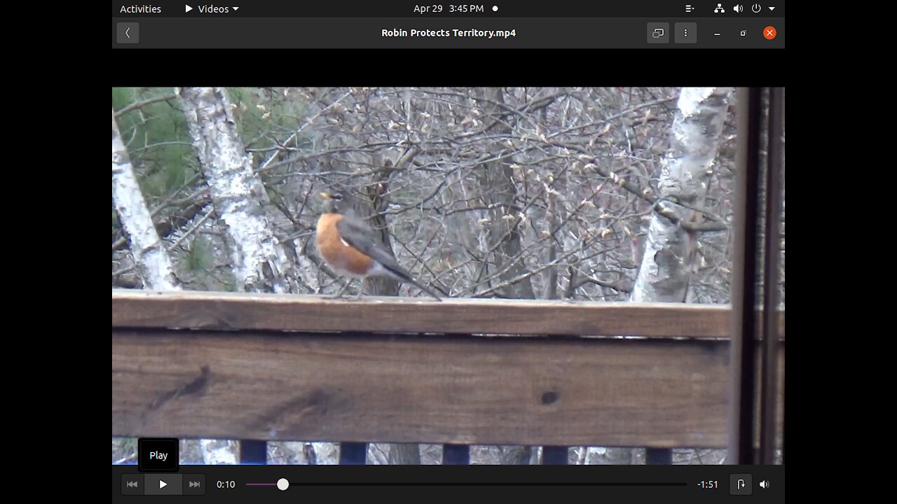Robin Fiercely Protects His Territory