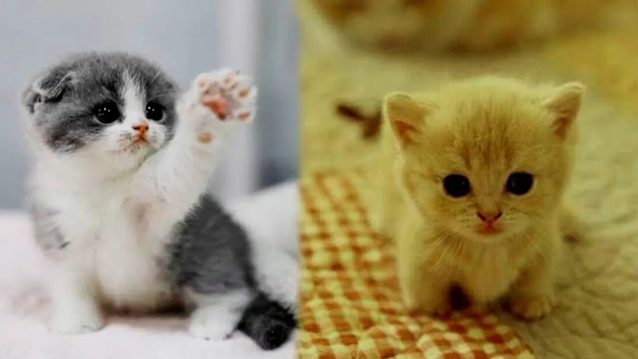 cute kitty i ever seen in the world || pets world ||