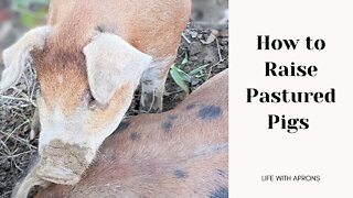 How to raise pastured pigs
