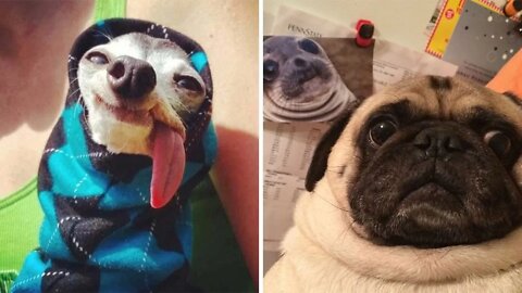 Can You Watch Without Giggling A Thousand Times..lol? Funny Dog Video