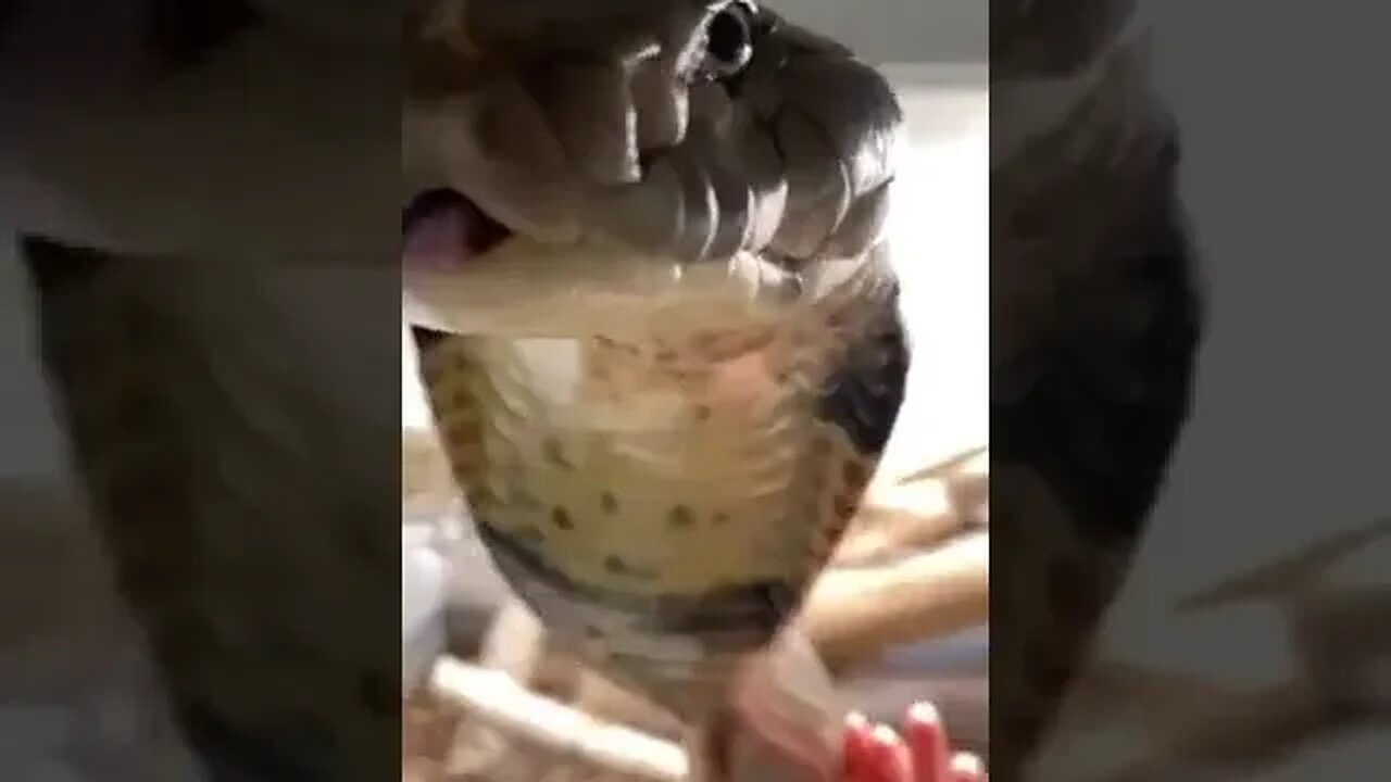 King Kobra approaches the cameraman